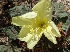 Oenothera xylocarpa