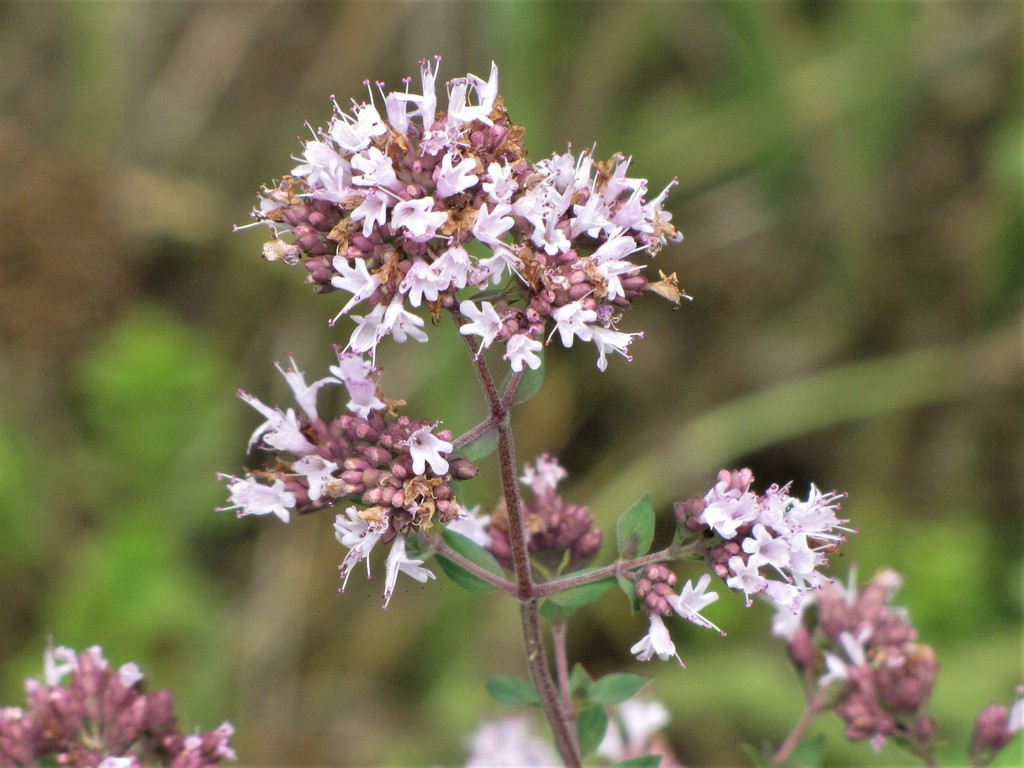 Origanum vulgare