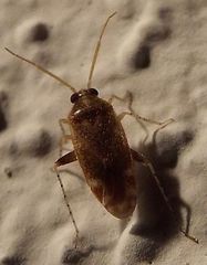 Hamatophylus guttulosus