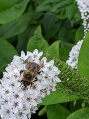 Bombus griseocollis