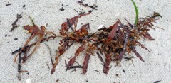 Sargassum lacerifolium