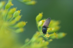 Agriotes ustulatus