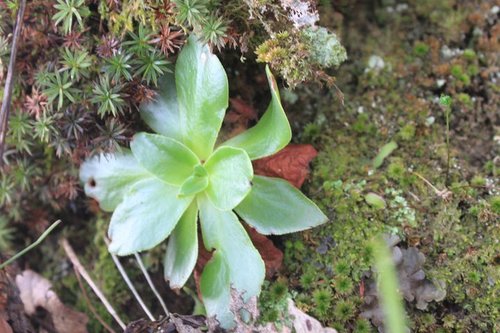 Echeveria juarezensis