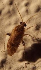 Hamatophylus guttulosus