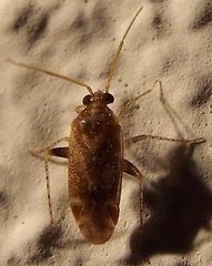 Hamatophylus guttulosus