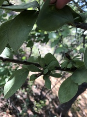 Leuenbergeria guamacho