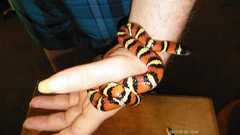 Lampropeltis gentilis