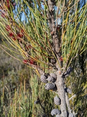 Allocasuarina monilifera