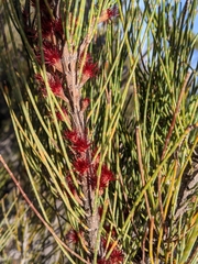 Allocasuarina monilifera