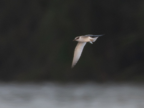 photo of Least Tern (Sternula antillarum)