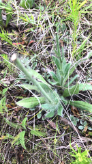 Hieracium longipilum