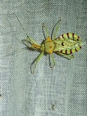 Ploeogaster