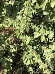 Leuenbergeria guamacho