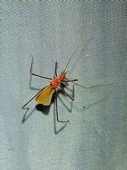 Saicinae