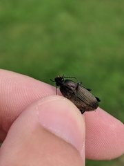 Chlaenius tomentosus