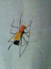 Saicinae