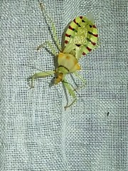 Ploeogaster