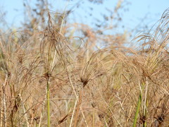 Cyperus giganteus