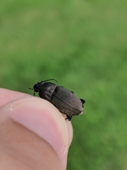 Chlaenius tomentosus