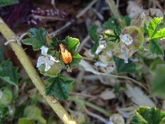 Pyrrhocoris apterus