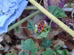 Pyrrhocoris apterus