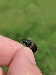 Chlaenius tomentosus