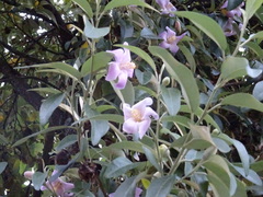 Lagunaria patersonia