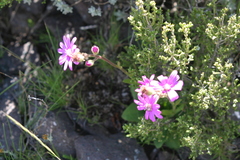 Pericallis × hybrida