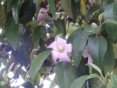 Lagunaria patersonia