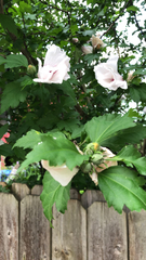 Hibiscus syriacus