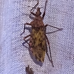 Panstrongylus rufotuberculatus