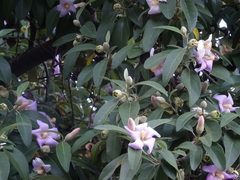 Lagunaria patersonia