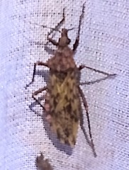 Panstrongylus rufotuberculatus