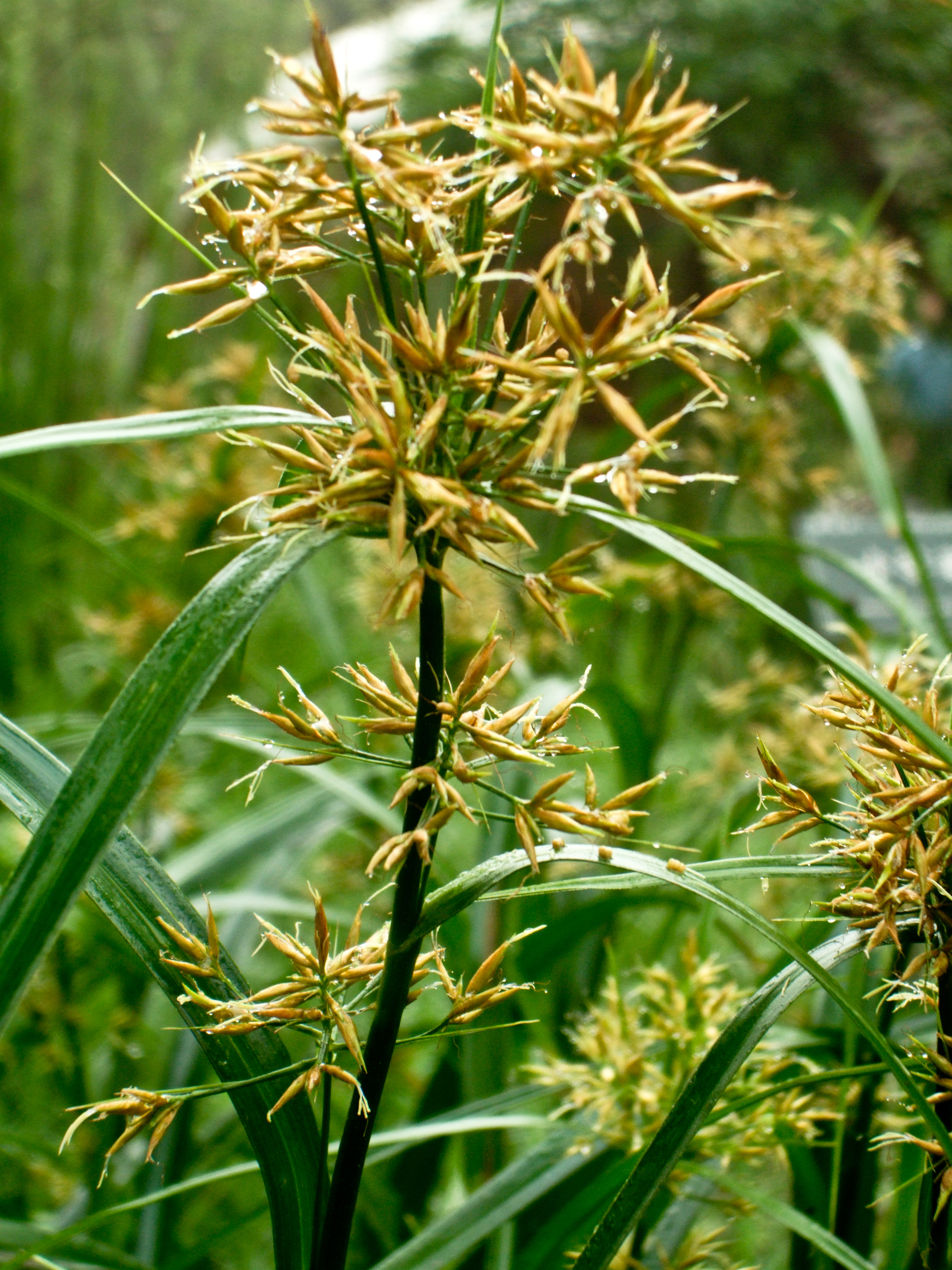 Rhynchospora corymbosa