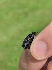 Chlaenius tomentosus