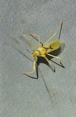 Ploeogaster