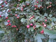 Crataegus monogyna