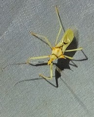 Ploeogaster