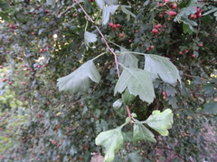 Crataegus monogyna