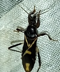Rasahus sulcicollis
