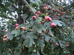 Crataegus monogyna