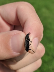 Chlaenius tomentosus