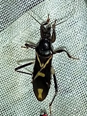 Rasahus sulcicollis