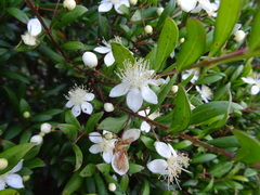 Myrtus communis
