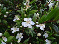 Myrtus communis