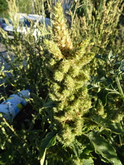 Amaranthus retroflexus