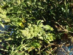 Amaranthus retroflexus