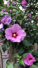Hibiscus syriacus