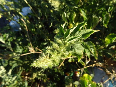 Amaranthus retroflexus