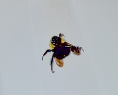 Bombus bimaculatus